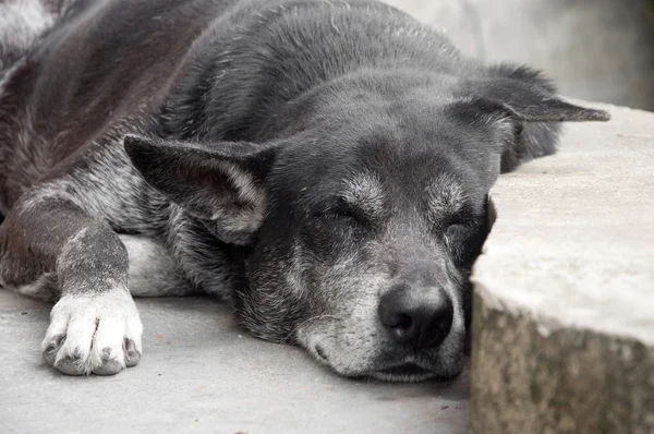 Siyah köpek uyurken — Stok fotoğraf