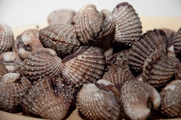 stock image Sea food