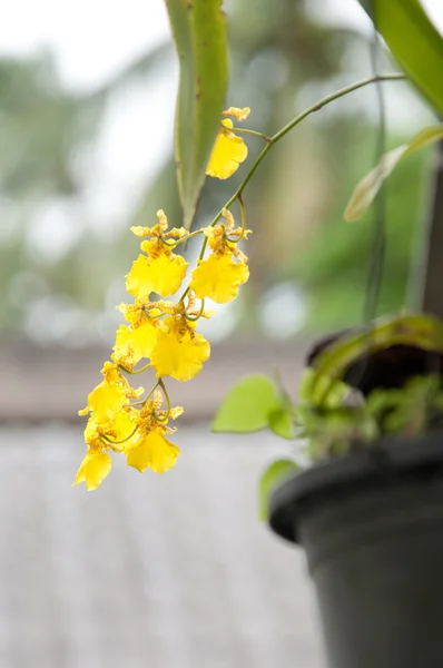Gele orchidee bloem — Stockfoto