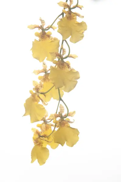 Flor de orquídea amarela — Fotografia de Stock