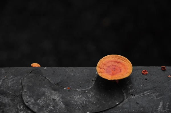 주황색 버섯 — 스톡 사진