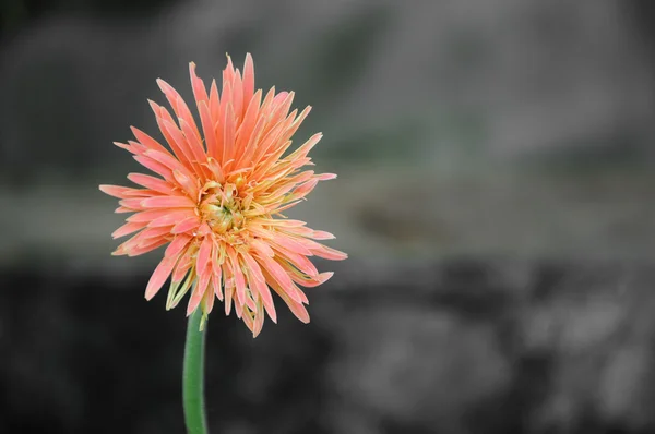 Flor de gerbera laranja — Fotografia de Stock