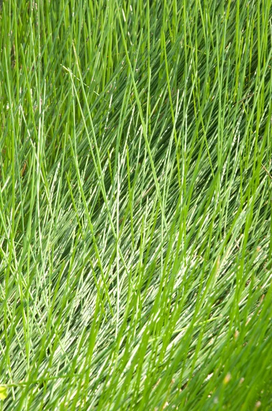 Gras achtergrond en textuur — Stockfoto