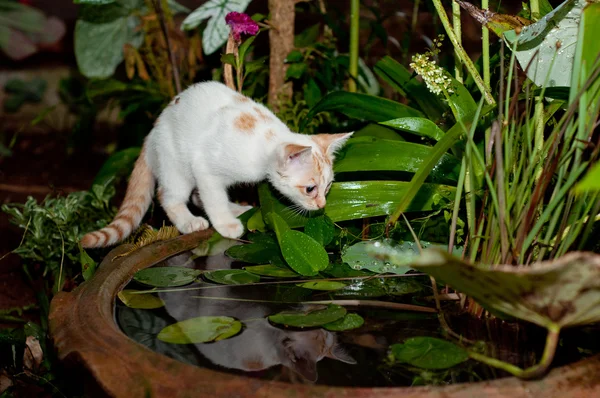 Маленький кіт — стокове фото