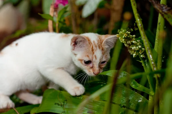 Μικρή γάτα — Φωτογραφία Αρχείου