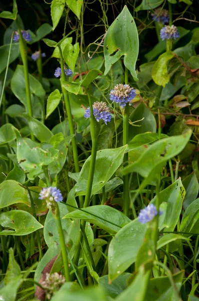 Mavi çiçek — Stok fotoğraf