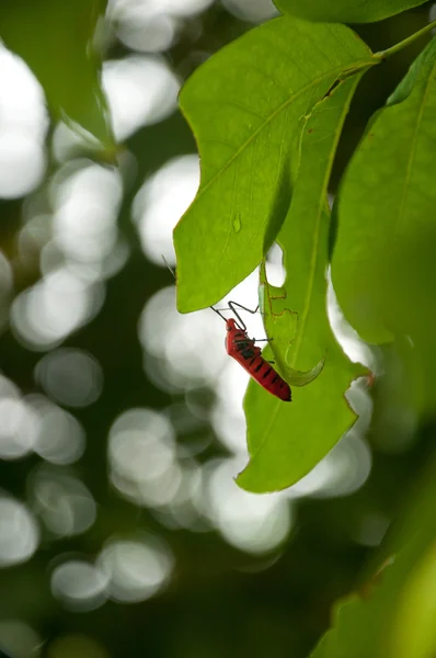 Κόκκινο έντομο σε φύλλο — Φωτογραφία Αρχείου