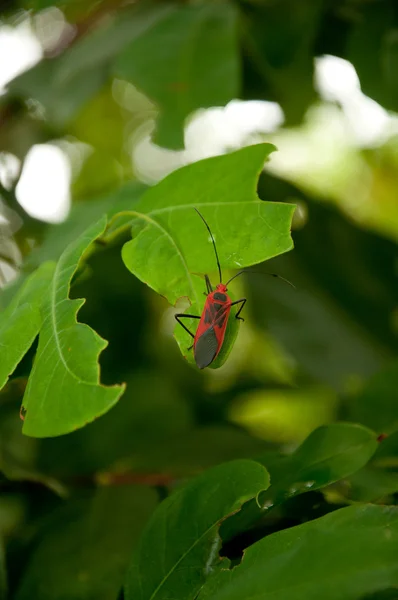 Κόκκινο έντομο σε φύλλο — Φωτογραφία Αρχείου