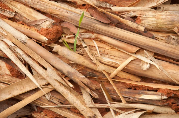 Pedaços de fundo de casca de bambu — Fotografia de Stock