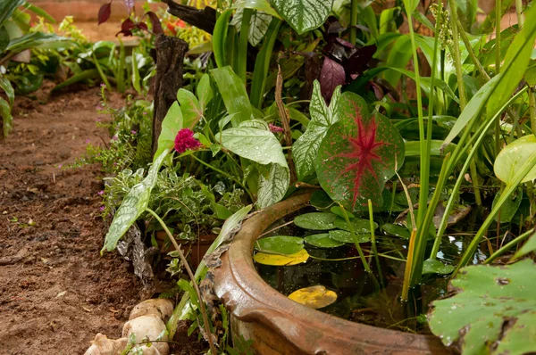 Pflanzen und Garten — Stockfoto