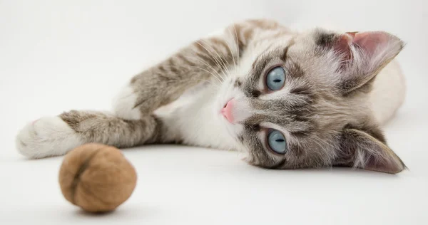 Gatito bonito y la nuez Imagen de archivo