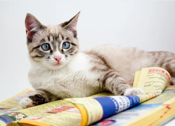 Curious kitten reading a business book