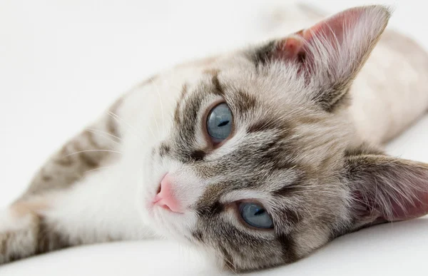 Vacker kattunge — Stockfoto