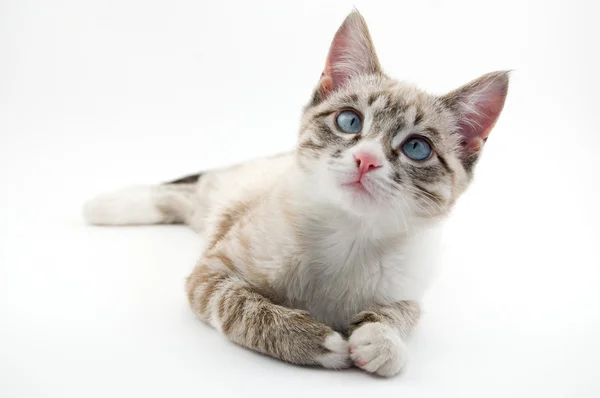 Lindo gatito Fotos de stock libres de derechos