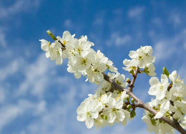 stock image Cherry-plum Blossom and clear blue sky