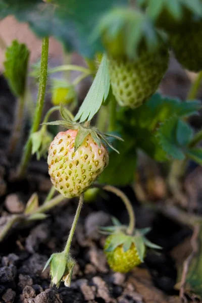 stock image Green strawberryes