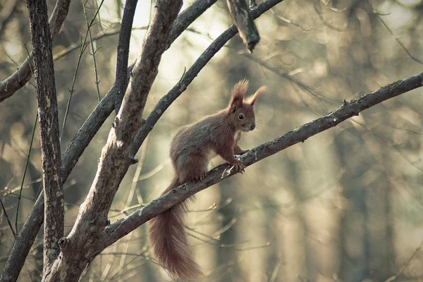 stock image Squirrel