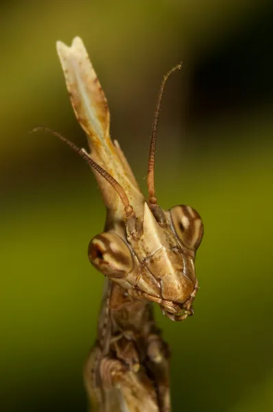 Mantis (Empusa pennata) — Stockfoto