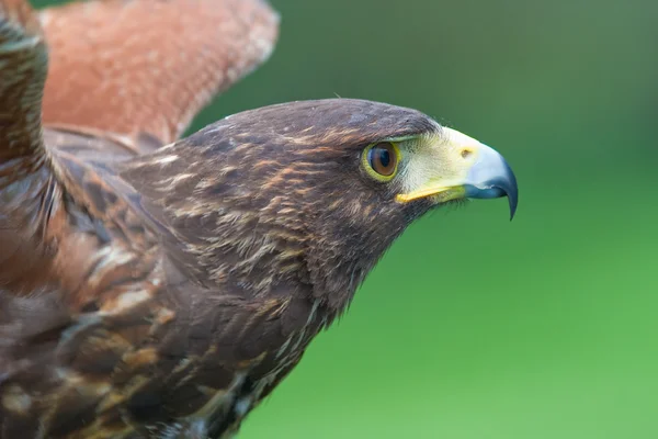 Falco di Harris (Parabuteo unicintus ) — Foto Stock