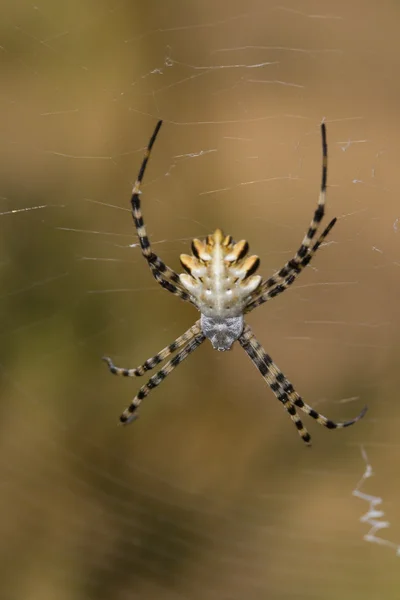 Araignée (Argiope lobata) ) — Photo