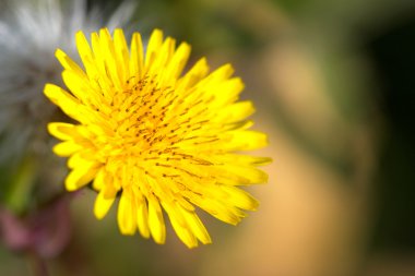 Çiçek ( crepis vesicaria )