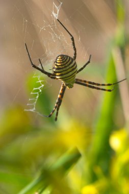 Spider (Argiope bruennichi) clipart