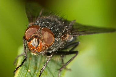 Blowfly ( sarcophaga carnaria ) clipart