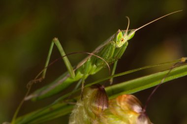 Mantis (Apteromantis aptera)