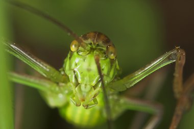 Çekirge (steropleurus sp)