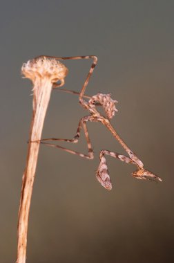 Mantis (Empusa pennata)