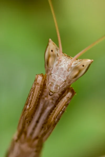 カマキリ (Apteromantis aptera) — ストック写真