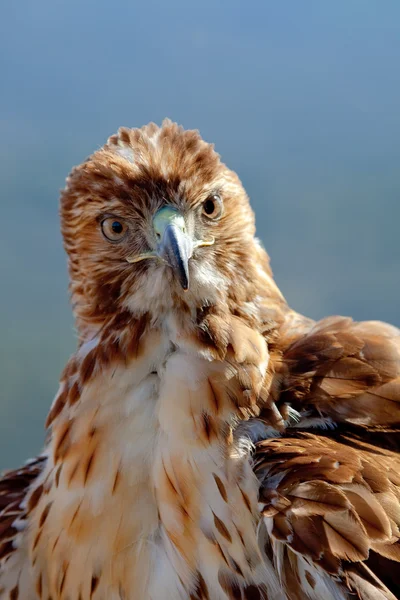 Aquila di coda rossa (Buteo jamaicensis ) — Foto Stock