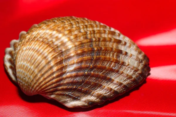 Cockle — Stock Photo, Image
