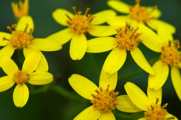 Stock image Yellow flowers