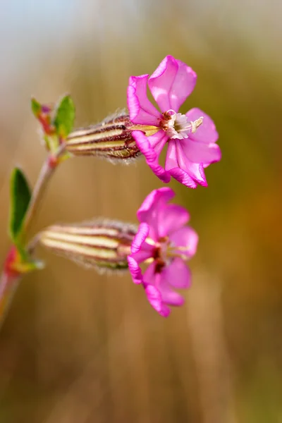 Blüte (silene colorata) ) — Stockfoto