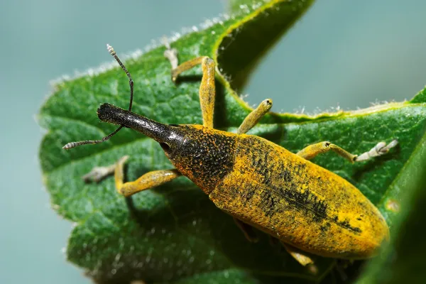 Snout beetle ( Lixus angustatus ) — Stock Photo, Image
