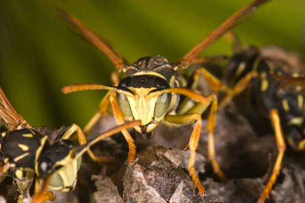 Eşek arıları (Polistes bischoffi) — Stok fotoğraf