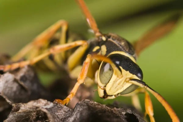 Wasp (Polistes bischoffi) — Stock Photo, Image