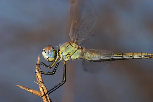 Dragonfly (sympetrum sp ) — Foto Stock