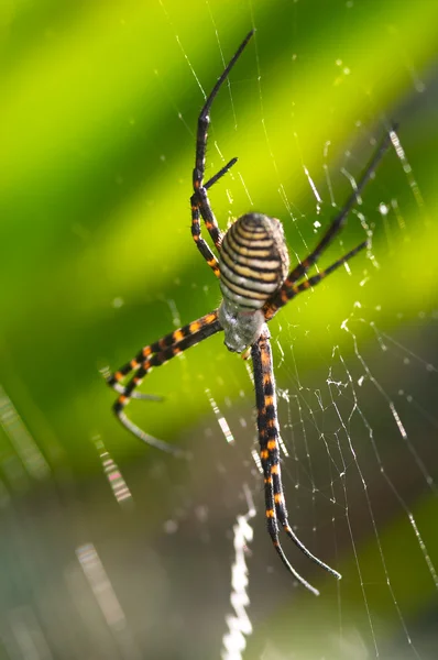 거미 (Argiope bruennichi) — 스톡 사진