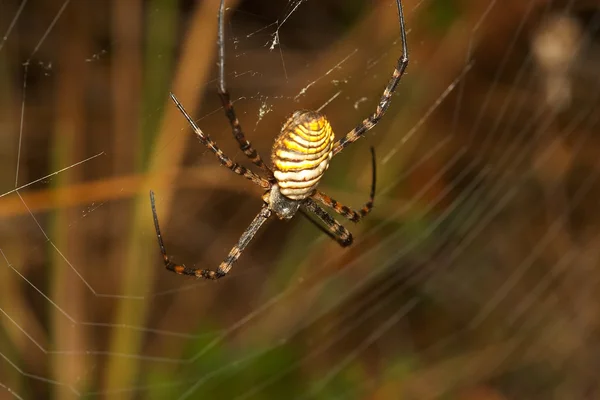 거미 (Argiope bruennichi) — 스톡 사진