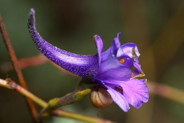 Flor (delphinium halteratum ) — Fotografia de Stock