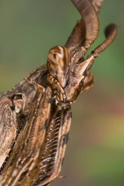 Mantis (Empusa pennata) — Stock Photo, Image