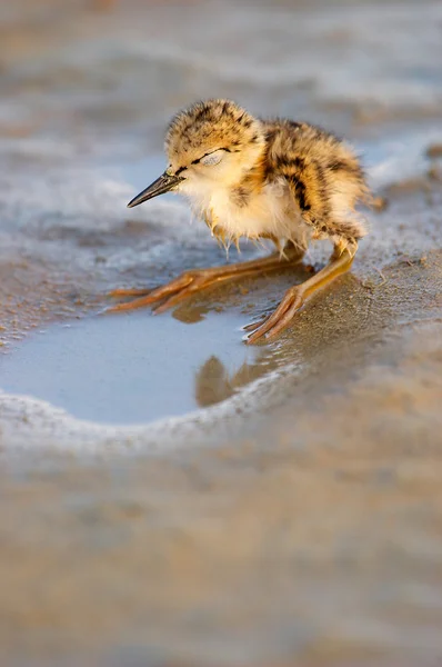 stock image Black-Winged Stilt