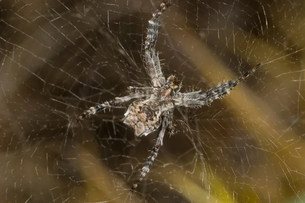 蜘蛛 (Cyrtophora 甲醇) — 图库照片