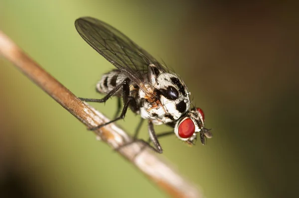 Fly - dipterous — Stok fotoğraf