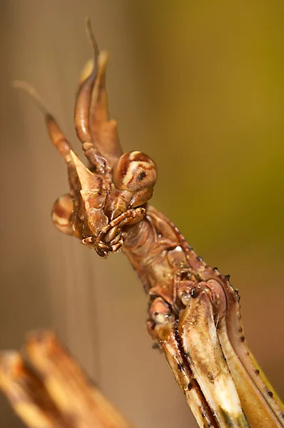 Богомол ("Empusa pennata" ) — стоковое фото