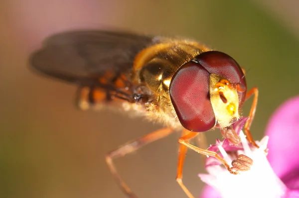 Fly (Episyrphus balteatus) — Stock Photo, Image