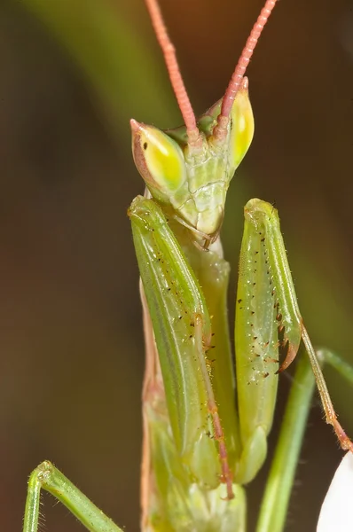 Mantis (Apteromantis aptera) ) — стоковое фото