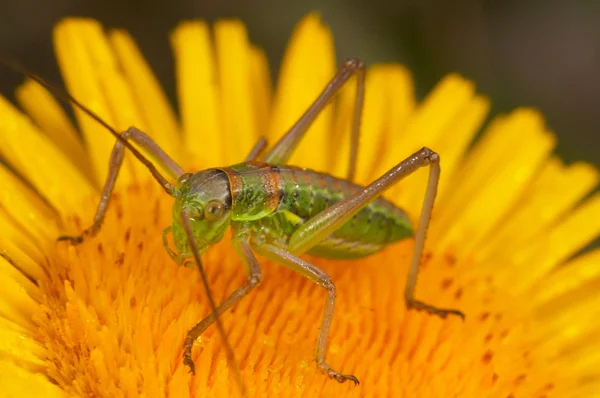 Grasshopper (steropleurus sp) — Stock Photo, Image